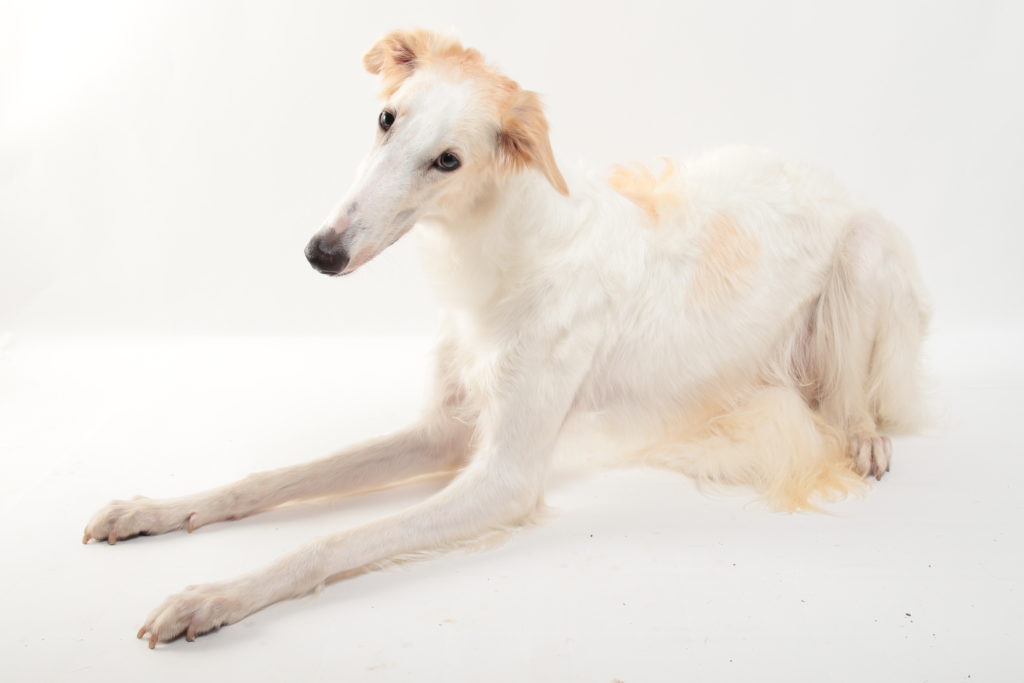 ボルゾイ オモシロ犬図鑑