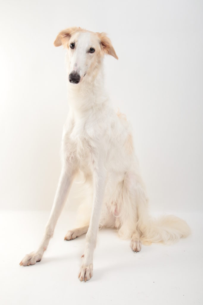 ボルゾイ オモシロ犬図鑑