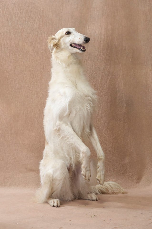 ボルゾイ オモシロ犬図鑑