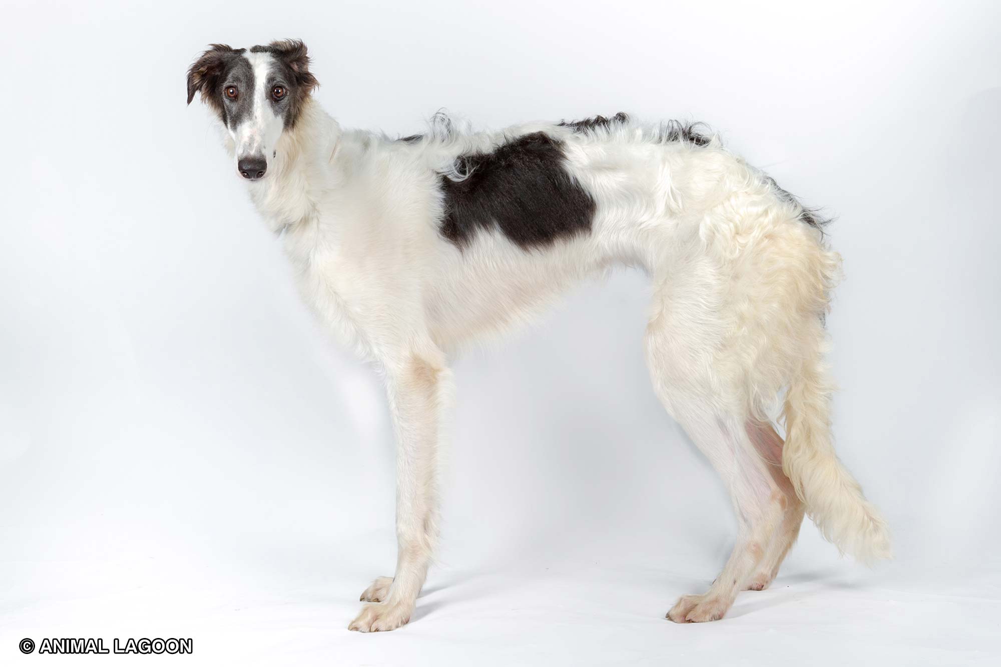 ボルゾイ オモシロ犬図鑑