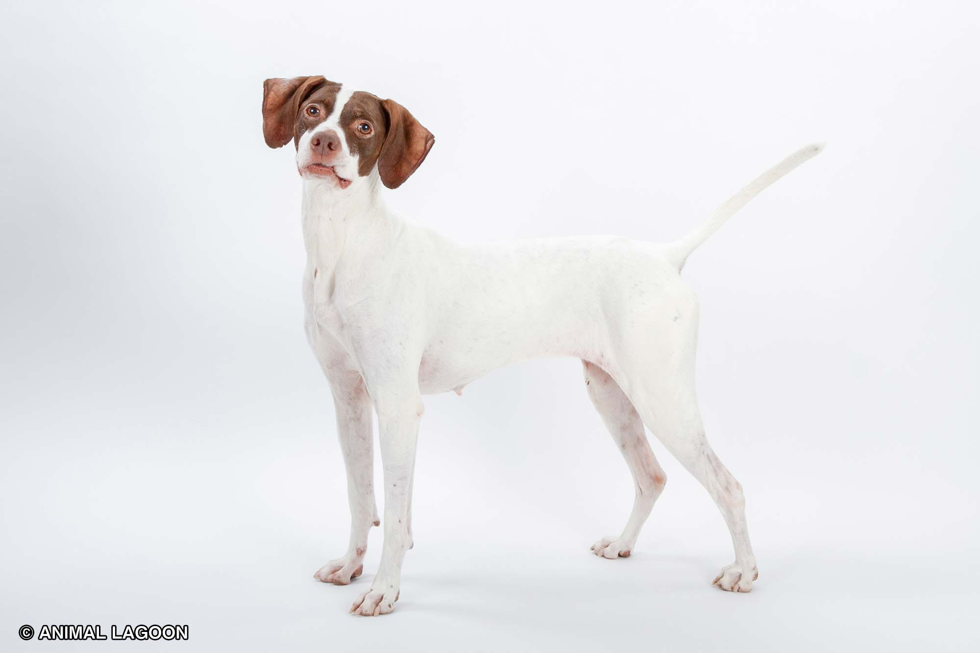 イングリッシュポインター - オモシロ犬図鑑