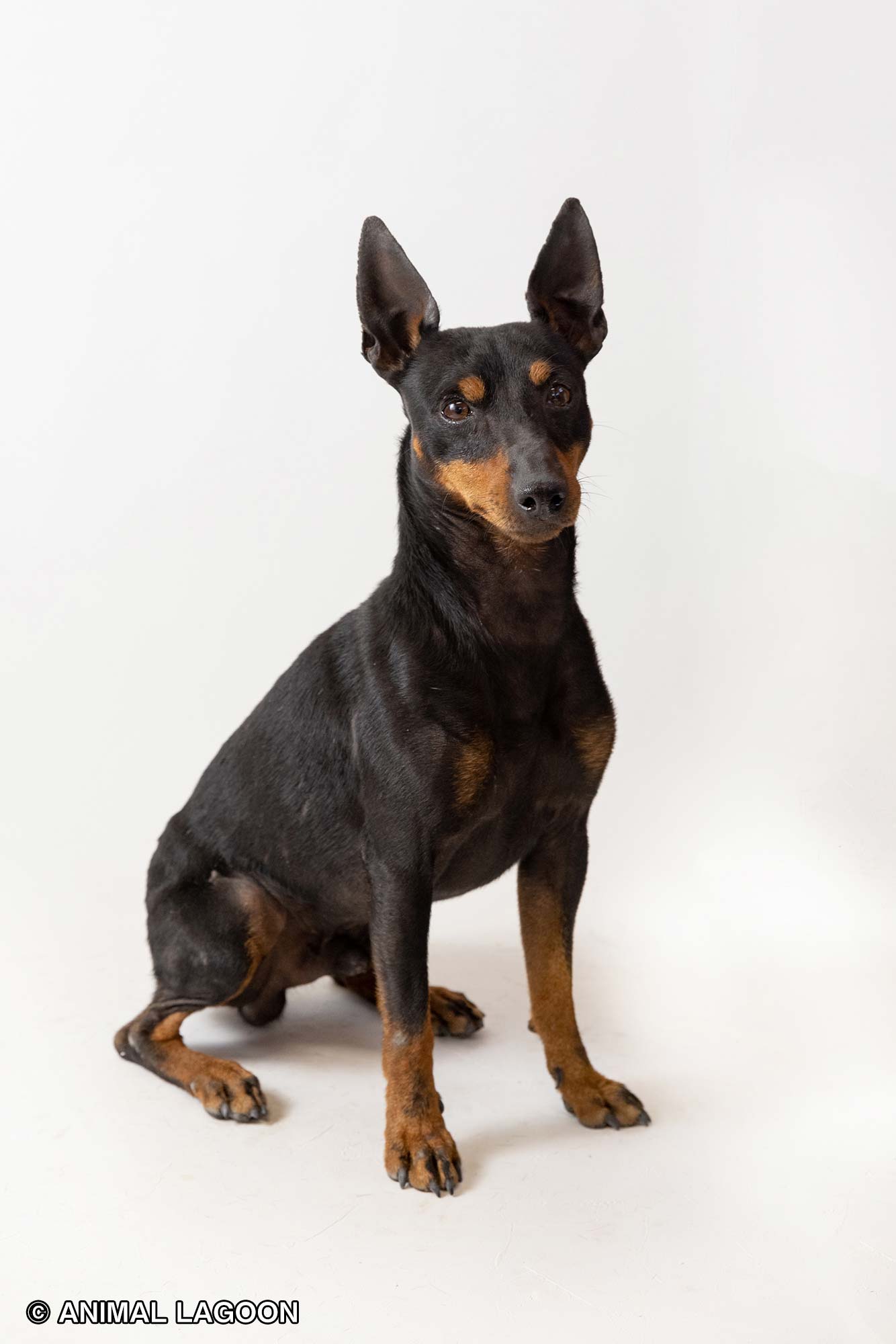 トイマンチェスターテリア オモシロ犬図鑑